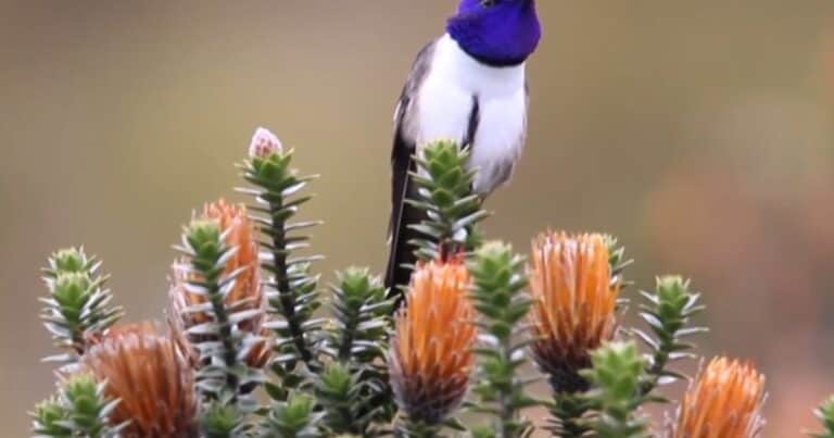El colibrí que maravilla a la ciencia con su canto único de contra tenor