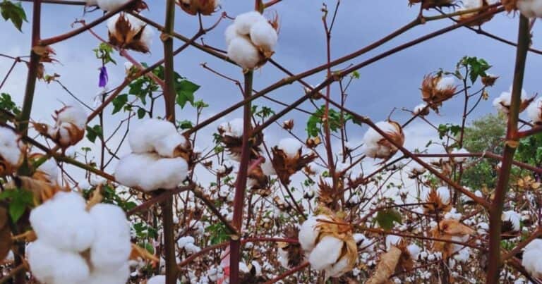 Es argentino: crean el primer algodón resistente a un herbicida que rinde un 13 por ciento más que el promedio