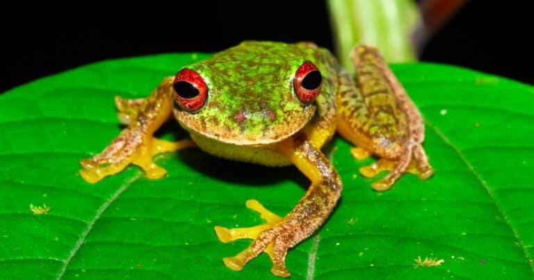 Ranas de ojos rojos, boas y caracoles rosas: Nicaragua ganó 6.2 millones de dólares en lo que va del año por exportar animales exóticos