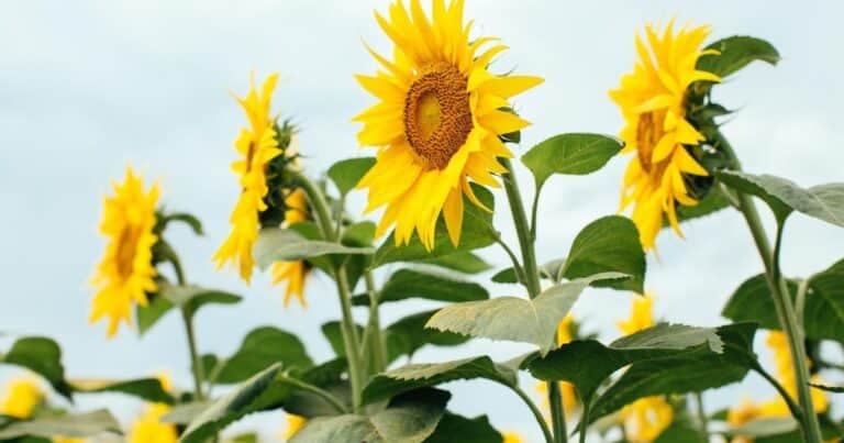 El girasol se encamina a cerrar otro año con exportaciones récord, con ingresos que ya superaron los US$ 1.300 millones
