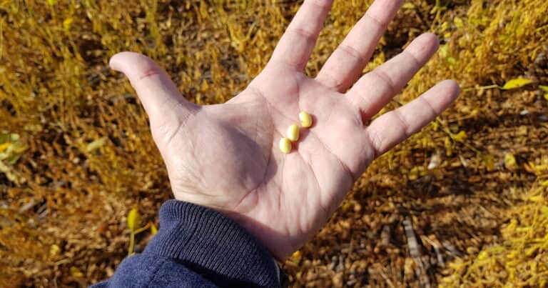 La soja se vende pero los productores evitan fijar el precio de antemano