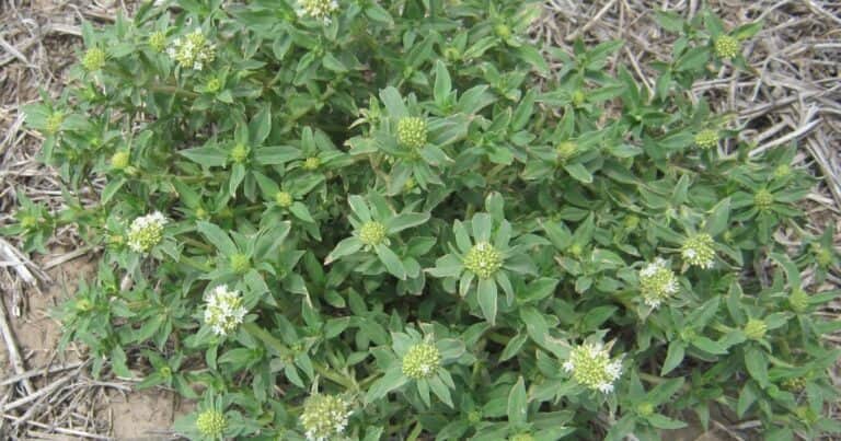 Malezas difíciles: urge implementar buenas prácticas agronómicas para su control