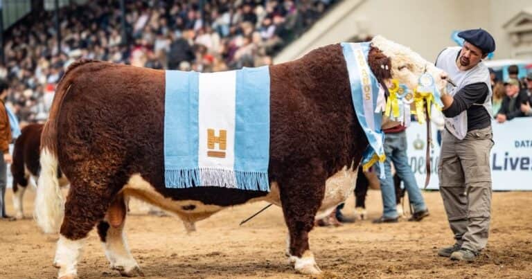 «El toro tiene todo lo que es bueno»: San Marón se quedó con el Gran Campeón Macho de la raza Hereford