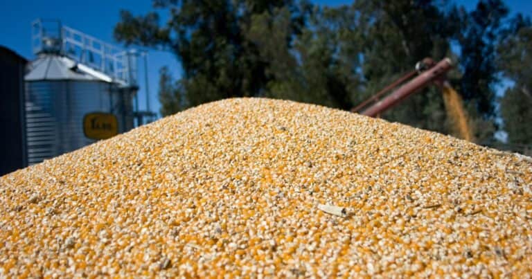 China acelera las compras de maíz argentino: el USDA destaca un récord histórico en los embarques