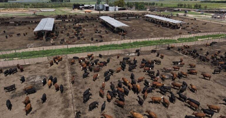 Los feedlots empezaron a vender más de lo que compran y capturan rentabilidad
