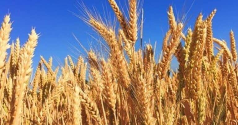 Bayer avanza en el desarrollo del trigo híbrido, un negocio que promete 1000 millones de euros para 2040