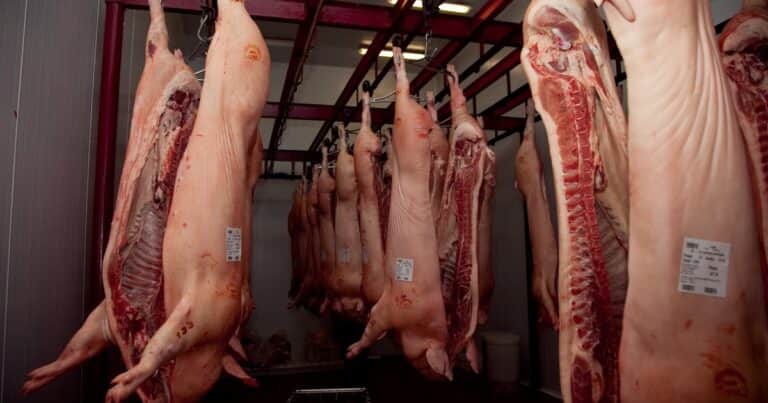 “Vamos a estar en el top 10 de los exportadores del mundo”: los despachos de cerdo crecieron un 156% y hay una oportunidad imperdible
