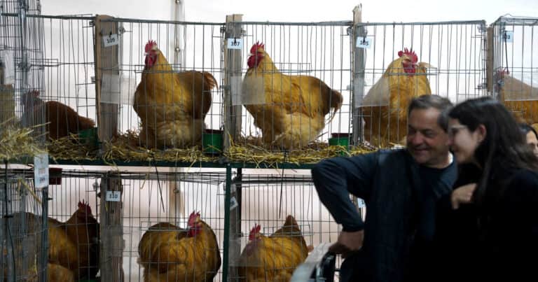 Pura búsqueda de la belleza: las aves volvieron a Palermo tras cuatro años de ausencia