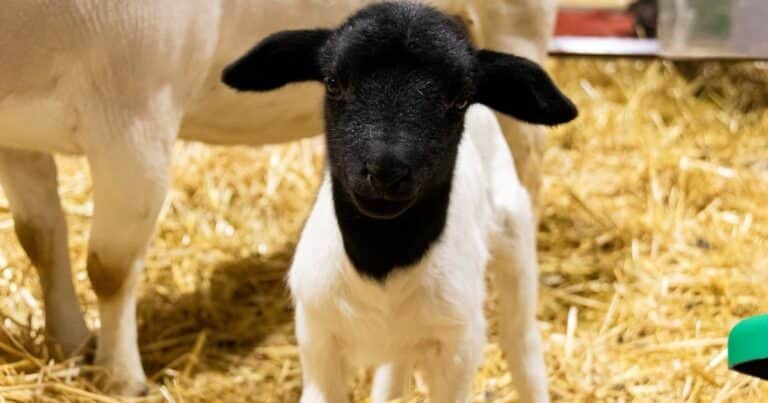Nació el primer cordero en La Rural: se llama Carlos, pesó 3,5 kilos y tiene pelo en lugar de lana
