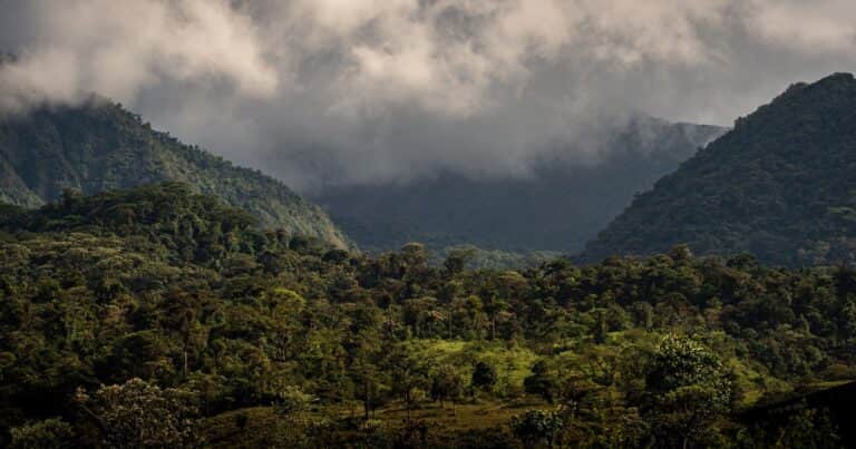 Calentaron el suelo de un bosque durante 37 años y descubrieron que los microbios liberan carbono que se creía atrapado para siempre