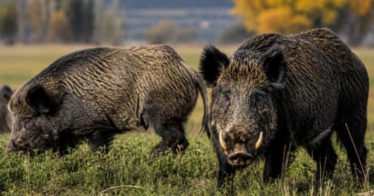 Preocupación en el campo por el avance de una plaga silenciosa que fue introducida en la Argentina a principios del siglo XX