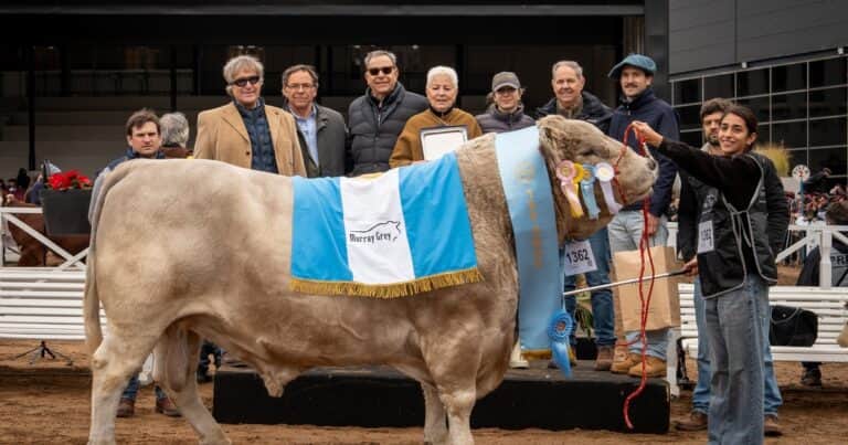 Una cabaña bonaerense hizo doblete en la raza Murray Grey: el toro fue bicampeón en la pista de Palermo