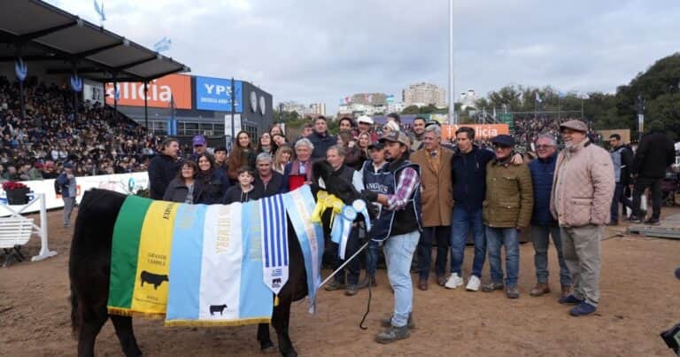 «Hay muy pocos en el mundo»: una vaquillona de la cabaña La Rubeta se quedó con el gran campeonato en hembras de la raza Angus