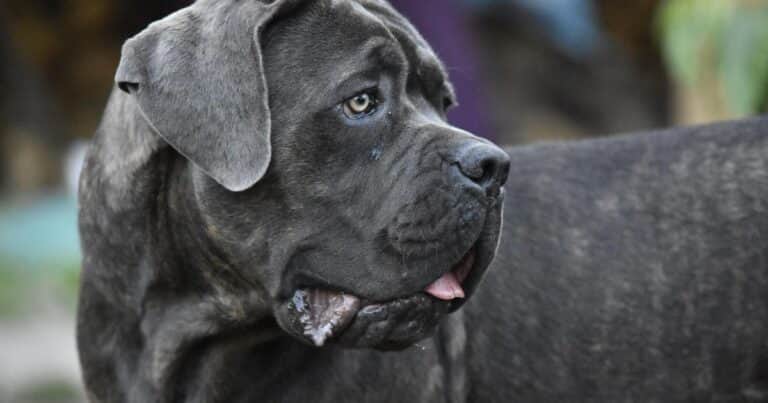 Operaron al perro en la articulación equivocada y el caso terminó en la Justicia: “Solo había que distinguir derecha de izquierda”