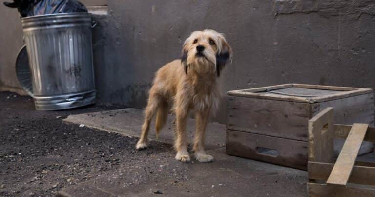 ¿El perro vive o muere? Qué pasa al final de las películas de Netflix protagonizadas por mascotas