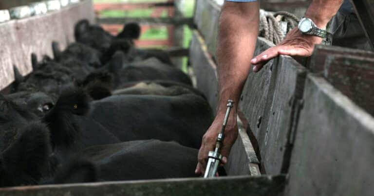 El Gobierno creó un sistema para registrar los movimientos de productos veterinarios y dispuso la receta electrónica obligatoria