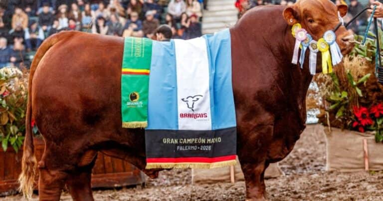 «Gran momento»: una cabaña de Córdoba hizo historia en la raza Brangus con un doblete en la Expo Rural de Palermo