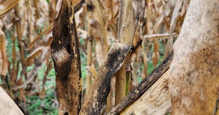Chicharrita: el frío polar trae alivio en las zonas más complicadas