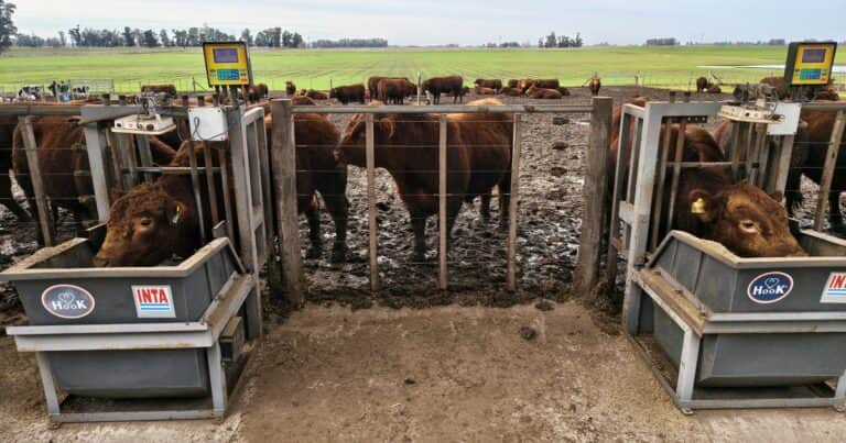 Se la jugaron por una cruza genética e instalaron una pista gigante para medir un dato clave de la producción de carne