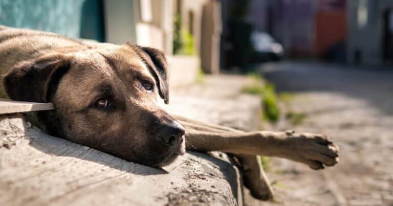Dia del Perro Callejero: por qué se celebra cada 27 de julio y la importancia de ayudar a los perros sin hogar