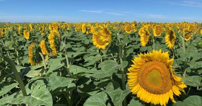 «Escenario optimista»: el girasol marcaría un nuevo récord de siembra aunque preocupa el clima