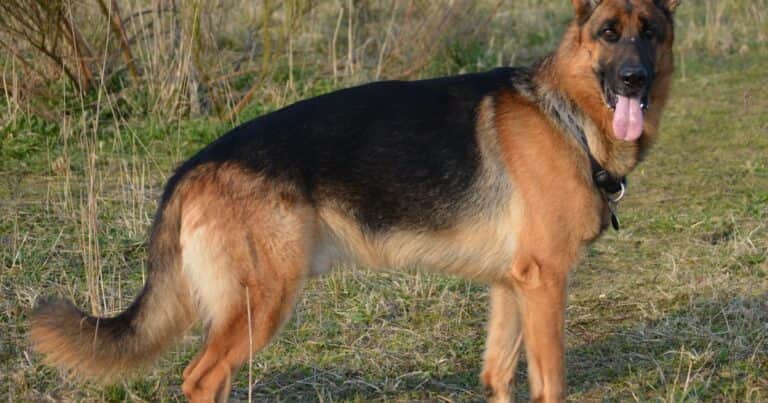 Pastor alemán: la historia del perro que pasó de cuidar ovejas a integrar fuerzas policiales