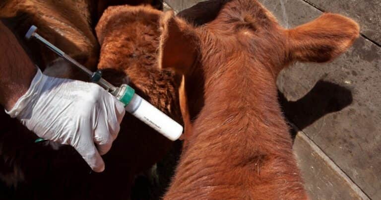 Se va la segunda contra la fiebre aftosa: se ahorrarán 14 millones de dosis de vacunas por US$ 22 millones