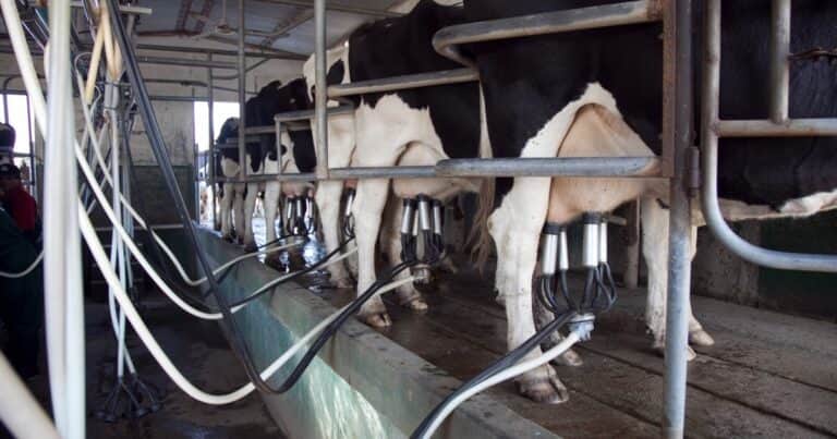 La gran oportunidad de la lechería se analizó en la Rural: “Argentina no tiene una industria rota, sino incompleta”