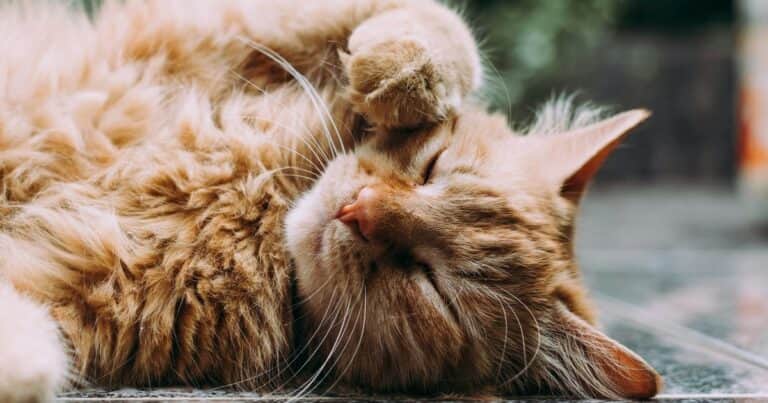 Carlos Gutiérrez, veterinario, sobre dejar a los gatos solos en vacaciones: «Sólo un pequeño porcentaje sufre ansiedad por separación»