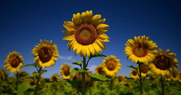 «Espectacular salto»: el girasol batió récords de producción, molienda y exportaciones, y va por más