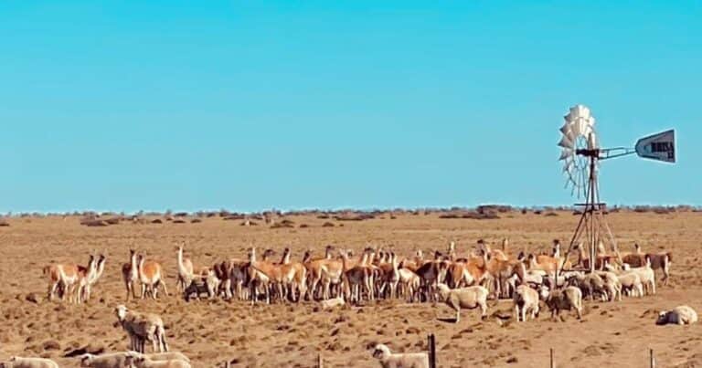 En una provincia ya hay más guanacos que ovejas: en una década se duplicó su población y enciende las alarmas del sector ovino