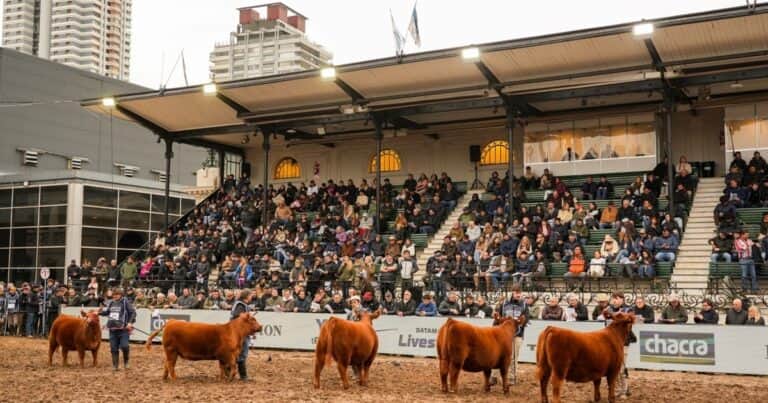 Angus eligió a sus mejores terneros en la Expo Rural de Palermo