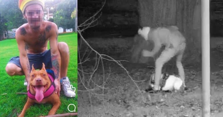 Se mostraba como un influencer amigo de los animales y fue grabado golpeando salvajemente a sus perros