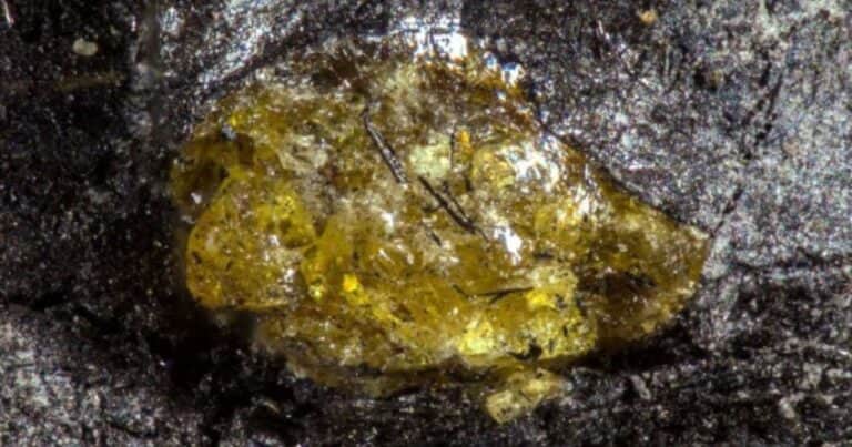 Descubrieron en China el ámbar más antiguo de la Tierra