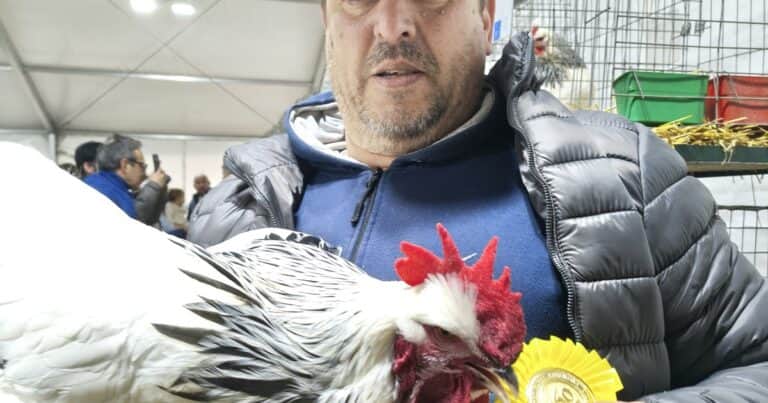 Cómo ganar el Gran Premio Olivieri, el mayor galardón de las aves en La Rural