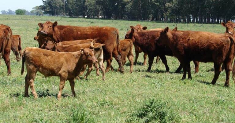 La fase de liquidación va quedando atrás: el stock bovino volvería a expandirse en la segunda mitad del año