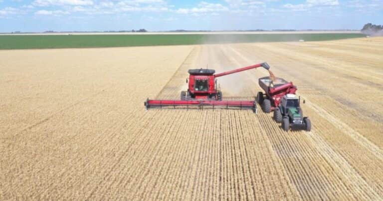 Con un buen escenario de precios y una cosecha récord, todavía falta comercializar el 30% de la producción de trigo