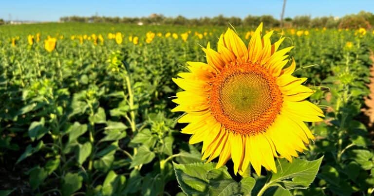 Fuerte aumento en el valor de las exportaciones agroindustriales a la Unión Europea durante el primer semestre