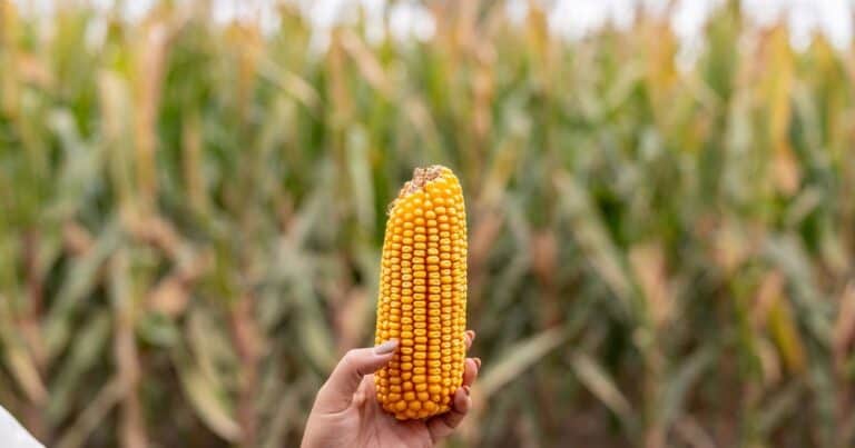 El momento sí importa: cómo la nutrición tardía puede cambiar el rendimiento del maíz