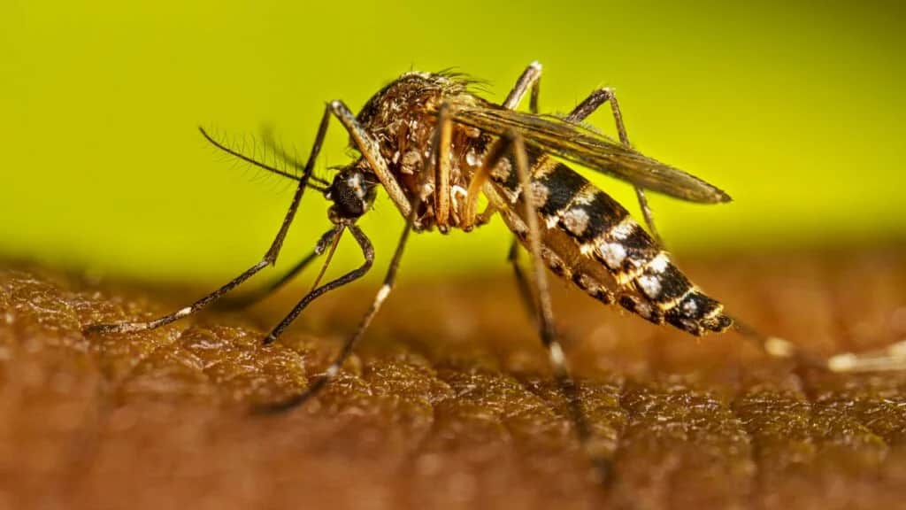 Día Internacional contra el Dengue: Cuatro virus, un mismo mosquito