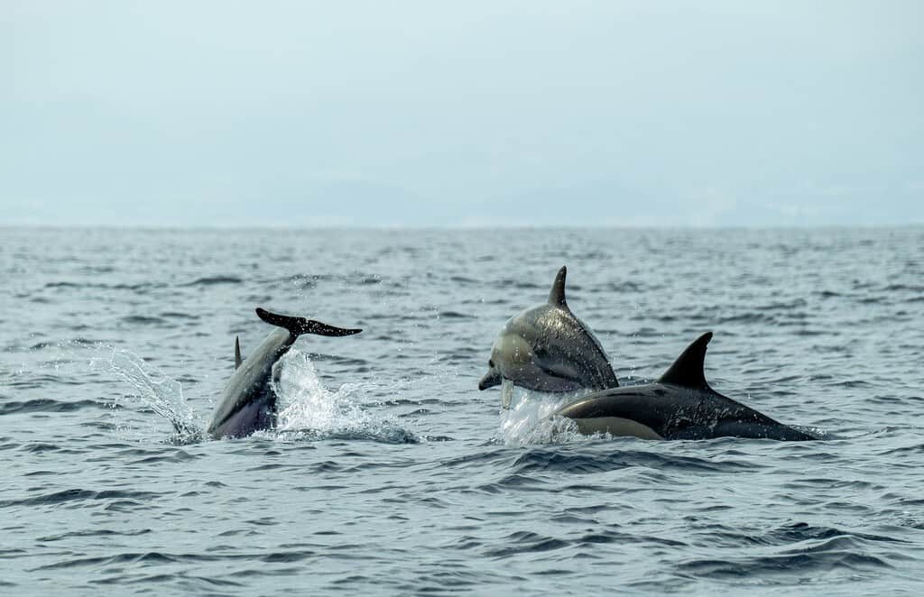 Hace 50 millones de años, las ballenas abandonaron la tierra firme. Ahora sabemos por qué la evolución les ha impedido volver