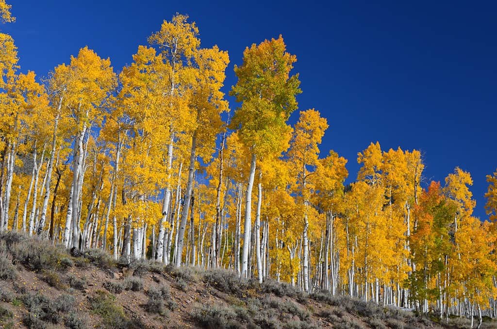 El organismo más pesado del planeta no es una ballena: es "un árbol" de Utah
