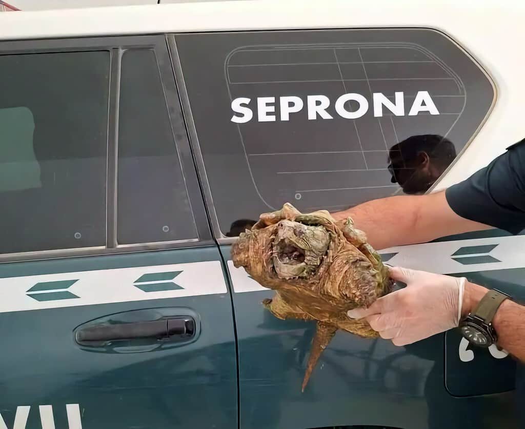 Tenía una especie de tortuga en el patio de su casa en Almansa. La Guardia Civil se la llevó: "muerde como un cocodrilo"