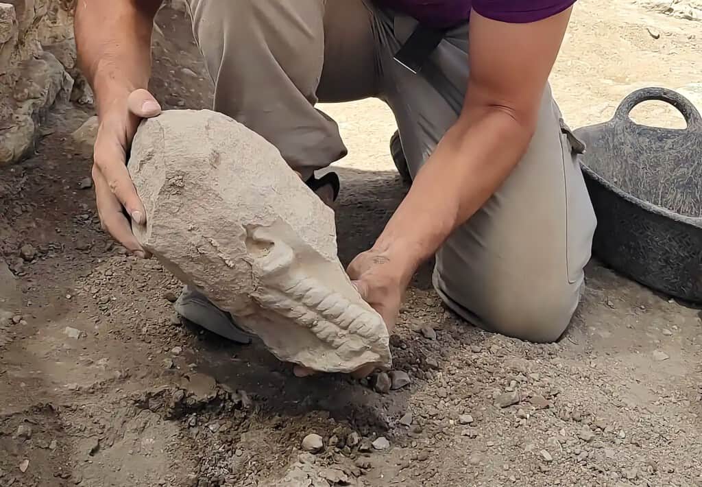 Hallan en la "Pompeya española" de Albacete la cabeza de una escultura ibérica de hace 2.400 años