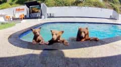 EN VIDEO | Compartimos casa con una familia de osos que se baña varios días a la semana en nuestra piscina