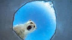 Un oso polar curioso, una ardilla afortunada y otros candidatos al premio al Fotógrafo de Vida Silvestre del Año