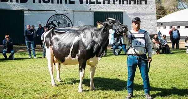 El premio a la Vaca Suprema de Holando Argentino se fue para San Marcos Sud
