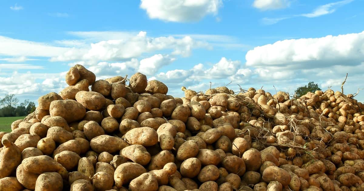El cluster de la papa bonaerense sueña con triplicar su producción