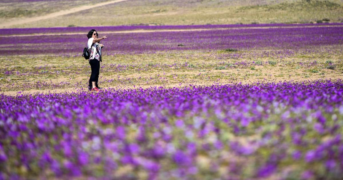 Desierto florido en Chile 2026: cómo será el fenómeno, cuándo viajar y los mejores lugares para verlo