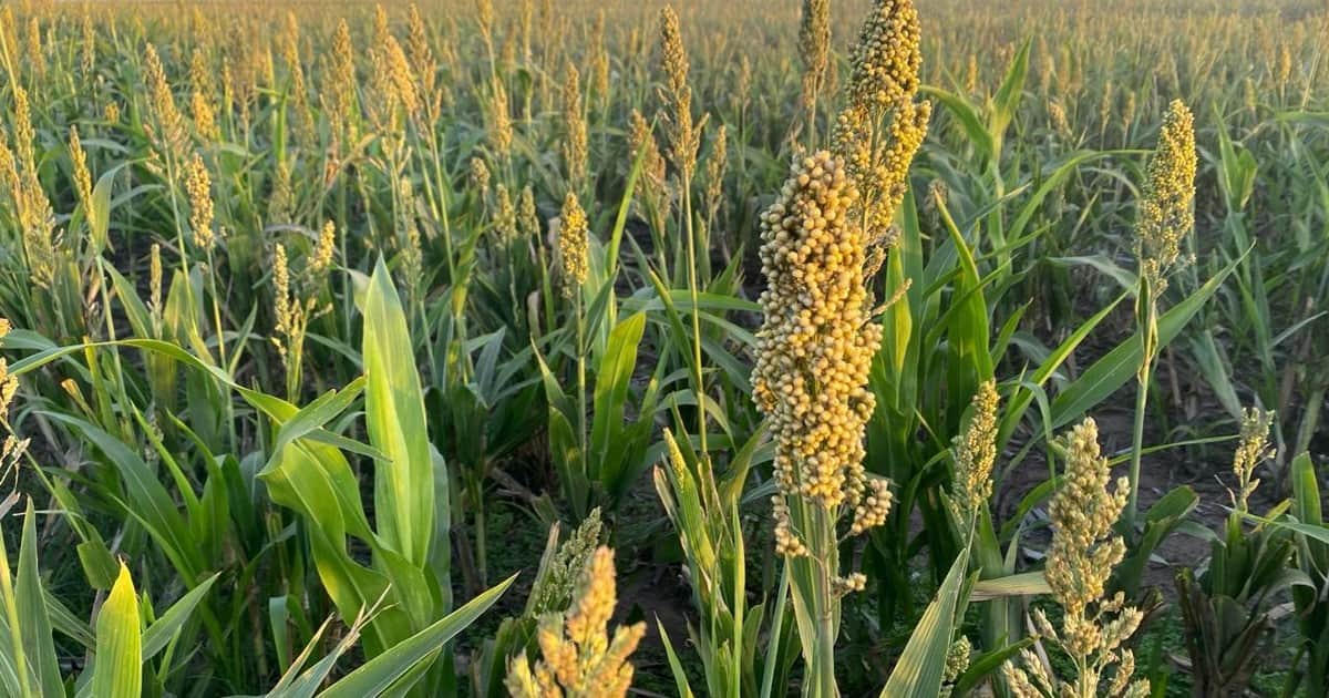 La paradoja del sorgo: mejoró el potencial genético pero cayeron los rendimientos promedio